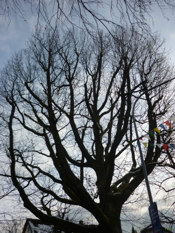 Baum