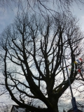 Baum